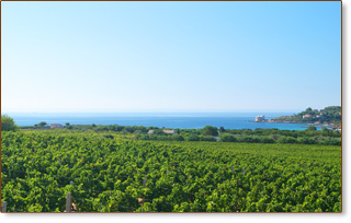 Der Weinberg des Weinkellers Santa Maria La Palma (Courtesy of Cantina Santa Maria La Palma)